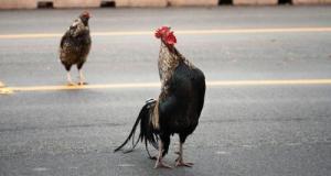 Endormi au volant, il renverse son camion : des milliers de poulets envahissent l’A26