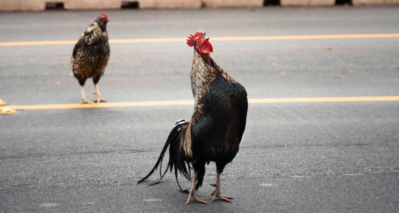 Endormi au volant, il renverse son camion : des milliers de poulets envahissent l’A26
