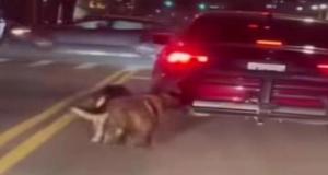 Il roule en pleine circulation avec ses chiens attachés au coffre : il a peur qu'ils fassent leurs besoins dans sa voiture