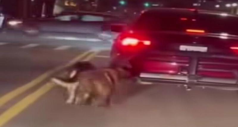  - Il roule en pleine circulation avec ses chiens attachés au coffre : il a peur qu'ils fassent leurs besoins dans sa voiture