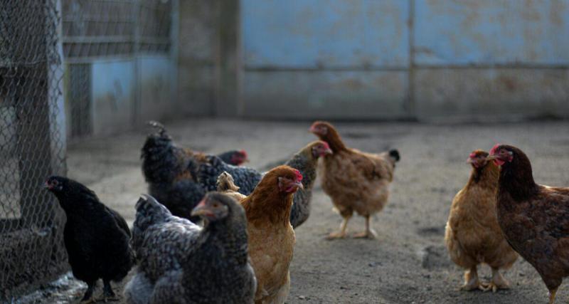  - Contrôle routier : ivre et sans permis, il panique, fuit et se cache dans un poulailler pour éviter les gendarmes