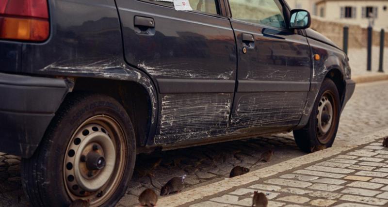 Les rats s’en prennent à sa voiture et lui coûtent plus de 5 000 euros de réparations