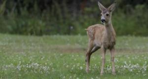 Les pneus de la voiture d’un chasseur crevés par un bois de chevreuil en pleine campagne