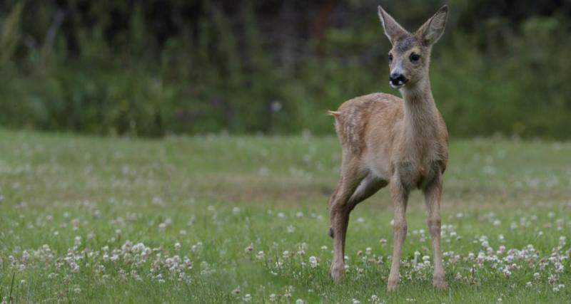 Les pneus de la voiture d’un chasseur crevés par un bois de chevreuil en pleine campagne