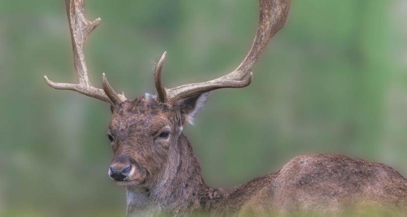  - Un cerf surgit sur l'autoroute, ces chasseurs mettent la pagaille sur l'A38