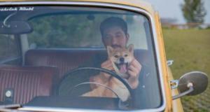 Un conducteur se fait verbaliser pour avoir tenu et câliné son chien sur ses genoux au volant