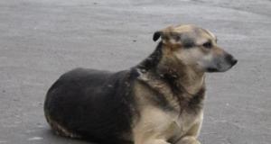 Perdu et enfermé dans une voiture, un enfant est retrouvé grâce à… un chien errant