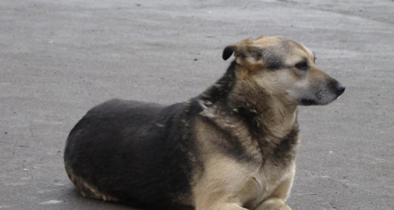  - Perdu et enfermé dans une voiture, un enfant est retrouvé grâce à… un chien errant