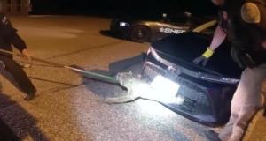 Pensant avoir percuté un chat sur la route, il descend vérifier et se retrouve face à une tout autre bête