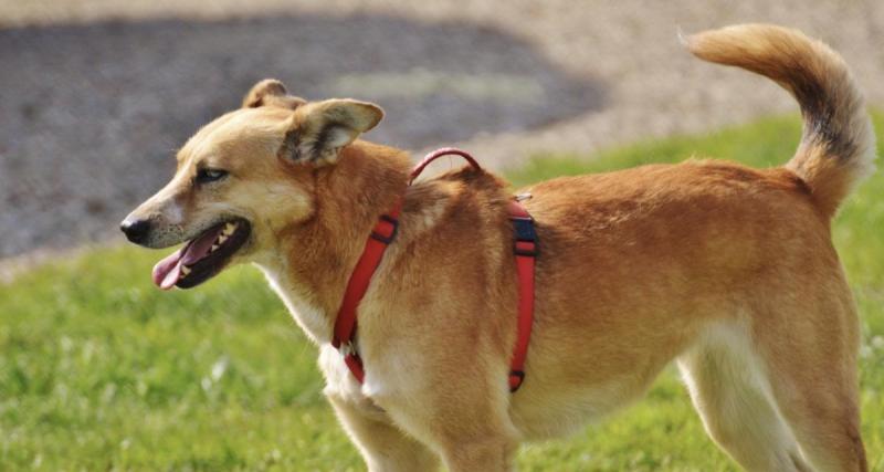  - Après une nuit d’ivresse dans une maison close, il oublie son chien dans sa voiture… Et pense qu’elle est volée