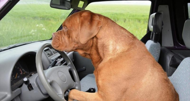  - Flashé avec son chien sur les genoux : la photo de leur câlin lui vaut très cher