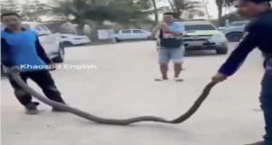 Un conducteur découvre un cobra royal de plusieurs mètres dans le moteur de sa voiture