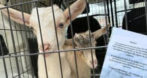 Au réveil, un homme découvre 2 chevreaux et une poule abandonnés… à l’arrière de sa voiture