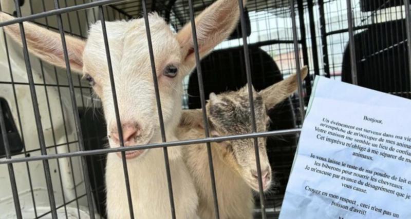 Au réveil, un homme découvre 2 chevreaux et une poule abandonnés… à l’arrière de sa voiture