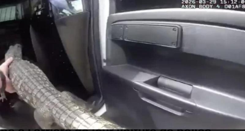 Des policiers découvrent un alligator dans une voiture... Un protocole strict à suivre