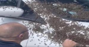 Des abeilles envahissent une voiture : l’intervention improbable des pompiers