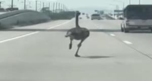 Sur une autoroute, des conducteurs ont pu croiser une autruche à toute vitesse sur la voie de gauche