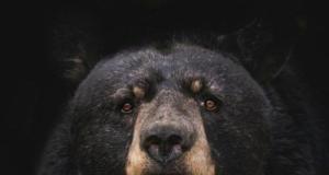 Ils se déguisent en ours et attaquent une voiture de luxe : une tentative inédite de fraude à l’assurance démasquée