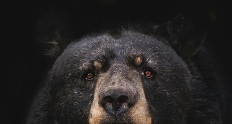 Ils se déguisent en ours et attaquent une voiture de luxe : une tentative inédite de fraude à l’assurance démasquée
