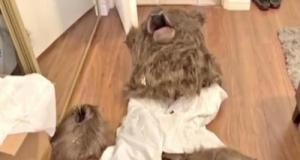 Déguisés en ours pour détruire leur voiture : une fraude à l’assurance qui se retourne contre eux