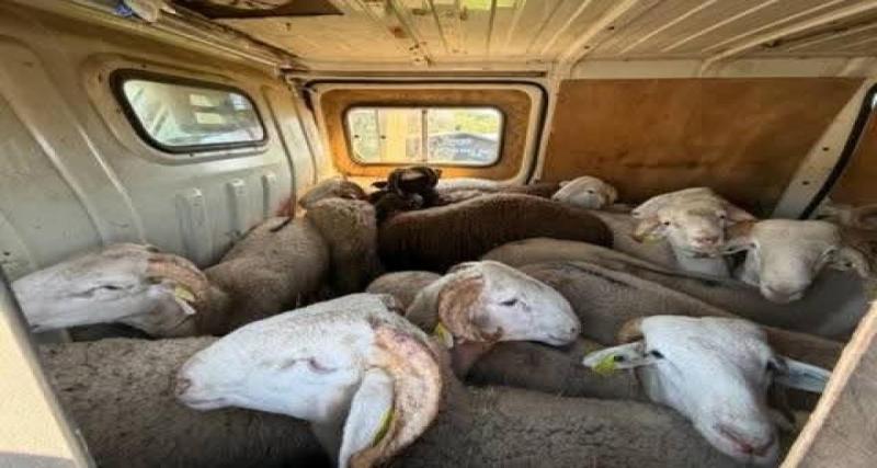 Les gendarmes interceptent un chauffeur avec 22 ovins entassés illégalement dans son véhicule : il cumulait à lui seul plusieurs infractions