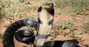 La traque d’un cobra plonge les habitants dans l’inquiétude dans cette ville