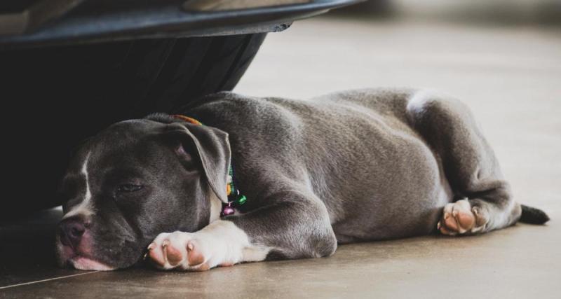  - Elle laisse son chien enfermé dans sa voiture pour assister au concert de Damso : l’animal sauvé par la police, la propriétaire en garde à vue