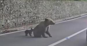 Il s'arrête pour nourrir une ourse et son ourson depuis sa voiture : l'animal brise la vitre et tente de l'extraire de force du véhicule