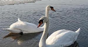 Deux cygnes retrouvés dans le coffre d'une voiture après une tentative d'enlèvement