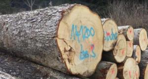 Avec un tronc d’arbre comme voiture bélier, les voleurs volent pour 500 000€ de bijoux