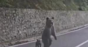 Il nourrit un ours depuis la fenêtre de sa voiture, l’animal brise sa vitre : « C’était une erreur. J’en ai payé le prix… »