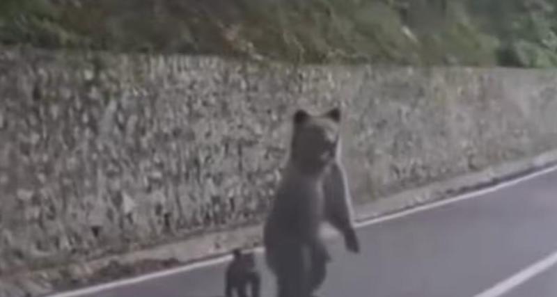  - Il nourrit un ours depuis la fenêtre de sa voiture, l’animal brise sa vitre : « C’était une erreur. J’en ai payé le prix… »