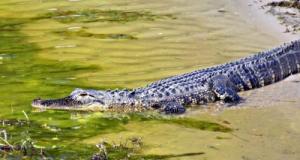 Ivre au volant, il plonge dans un marais pour échapper aux flics et se retrouve face à un alligator