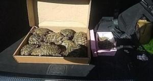 Les gendarmes arrêtent un automobiliste sur l'autoroute… et découvrent 23 tortues cachées dans des cartons dans son coffre