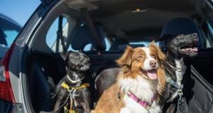 Un chiot guide une automobiliste sur un lieu abandonnée au bord de la route... Une découverte bouleversante l'attendait