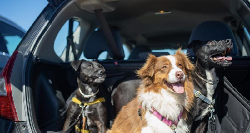 Un chiot guide une automobiliste sur un lieu abandonnée au bord de la route... Une découverte bouleversante l'attendait