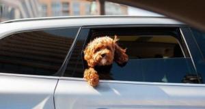 Canicule, peut-on casser la vitre d'une voiture pour sauver un chien de la canicule ?