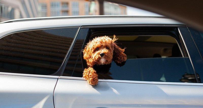  - Canicule, peut-on casser la vitre d'une voiture pour sauver un chien de la canicule ?