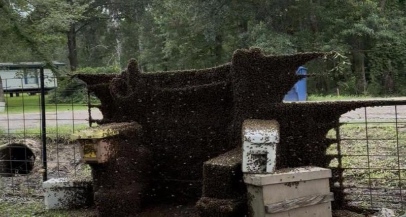 Un camion transportant 2 millions d’abeilles se renverse : un quartier placé en confinement