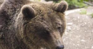 Il ouvre la portière de sa voiture... Et tombe nez-à-nez avec un ours