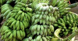 Arrêté par la police, il transportait… 280 kilos de bananes dans sa voiture