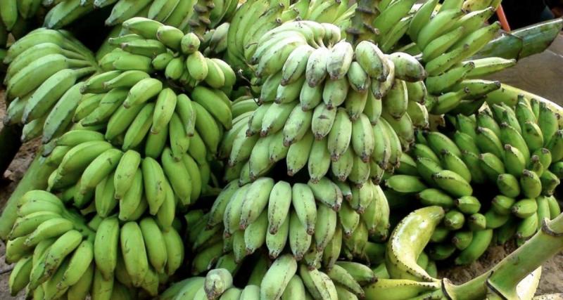 Arrêté par la police, il transportait… 280 kilos de bananes dans sa voiture