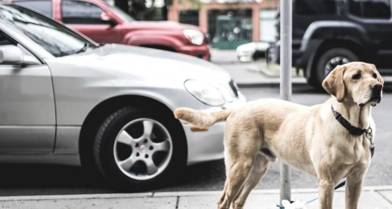Enfermé dans une voiture en pleine chaleur, un Golden Retriever sauvé après que des passants ont brisé une vitre