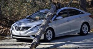 Un arbre tombe sur sa voiture en pleine nuit : la Ville refuse de l’indemniser
