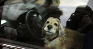 Un arrêté anti-canicule autorise la police à forcer les voitures pour sauver les animaux abandonnés à bord dès 20°C