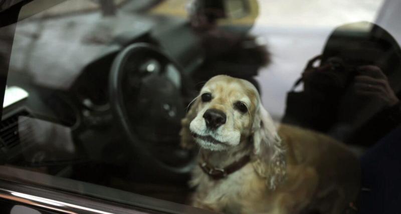 Un arrêté anti-canicule autorise la police à forcer les voitures pour sauver les animaux abandonnés à bord dès 20°C