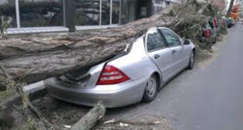  - Il quitte sa voiture quelques minutes avant qu’un arbre ne lui tombe dessus