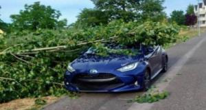 Dans cette ville, un castor ronge un tronc d'arbre : il s'écrase sur une voiture