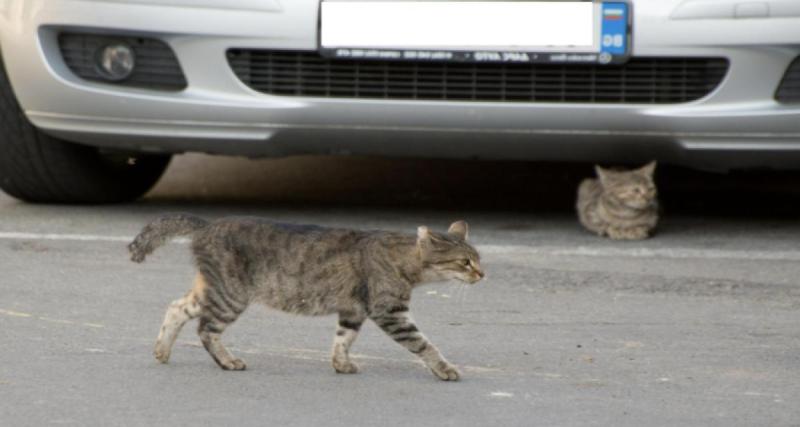 Porté disparu pendant cinq jours, ce chat est retrouvé enfermé dans une voiture