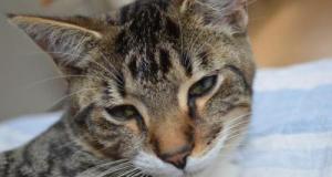 Leur chat s'enfuit, cette famille bloquée sur une aire d'autoroute depuis plus de 10 jours